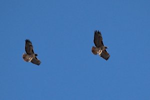 Red tailed hawks' courtship display