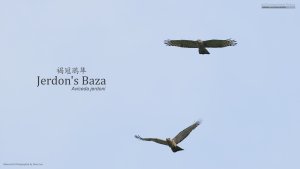 Flight formation, Jerdon's Baza, Borneo