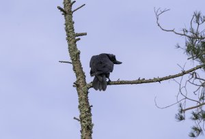 The Glaikit Raven