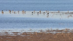 golden plovers and co