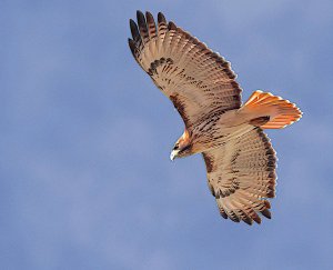 Eastern Red-tailed Hawk, adult
