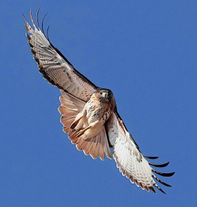 Fuertes' Red-tailed Hawk