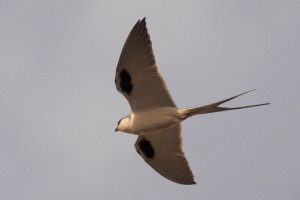 Scissor-tailed Kite_8322.JPG