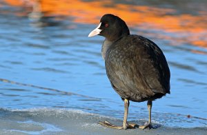Fire and ice.... Coot