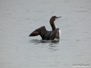 Black-throated Loon in fairly bad weather