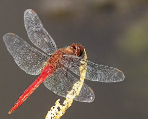 Red-tailed Pennant, Male