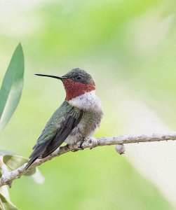 _Ruby-throated Hummingbird, Male
