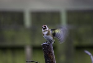 Goldfinch gesticulating