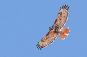 Eastern Red-tailed Hawk