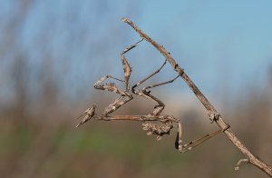 Stick-mimic Mantis