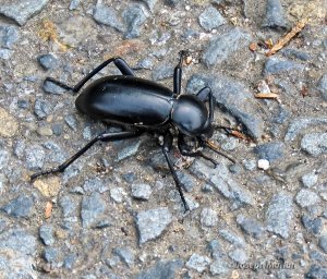 Grand-collared Darkling Beetle (Eleodes grandicollis)
