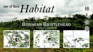 Where to find Bornean Bristlehead?