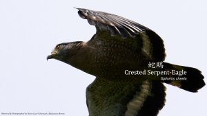 Crested Serpent-Eagle, Borneo