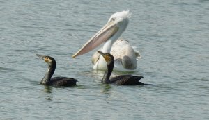 Dalmation Pelican/Great Cormorants