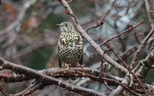 Mistle Thrush