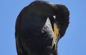 Cormorant, Great 'novaehollandiae'