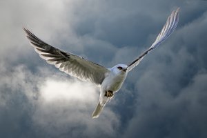Backlit White Tailed Kite