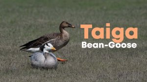 Taiga bean goose (Anser fabalis) | Bhigwan, Maharashtra, India