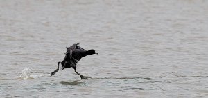 American Coot Water Striding