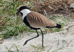Spur winged Lapwing