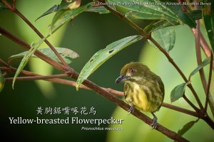 Yellow-breasted Flowerpecker, Borneo