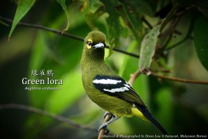 Green Iora, Borneo