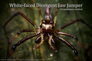 White-faced Divergent Jaw Jumper, Borneo