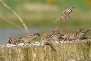 Tree Sparrows.JPG