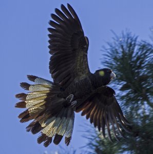 Yellow Tailed Black Cockatoo in Flight