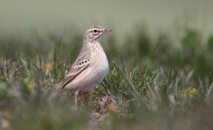 Tawny pipit