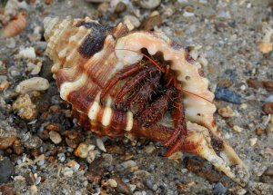Hermit Crab occupies Shell