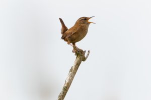 Wren singing his heart out