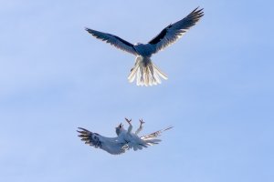 White Tailed Kites playing tag on a blustery day