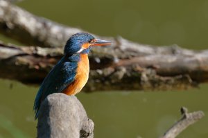 Kingfisher: you only get one shot