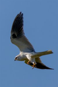 White Tailed Kite flyby