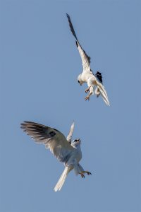 another action shot of White Tailed Kites playing tag