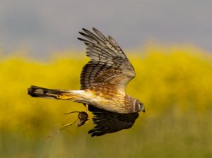 Northern Harrier with lunch