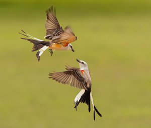 Scissor-tailed Flycatcher Females Fighting