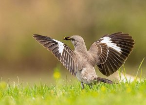 Northern Mockingbird Wing Flashing