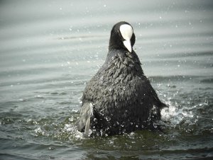 Coot bathing