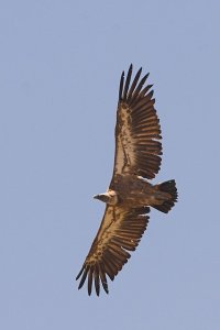 Griffon Vulture [Eurasian Griffon] (Gyps fulvus)