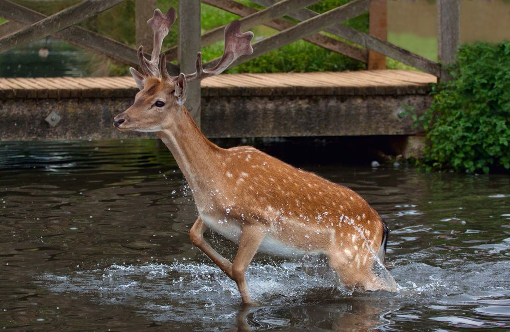 Deer jumping in the water