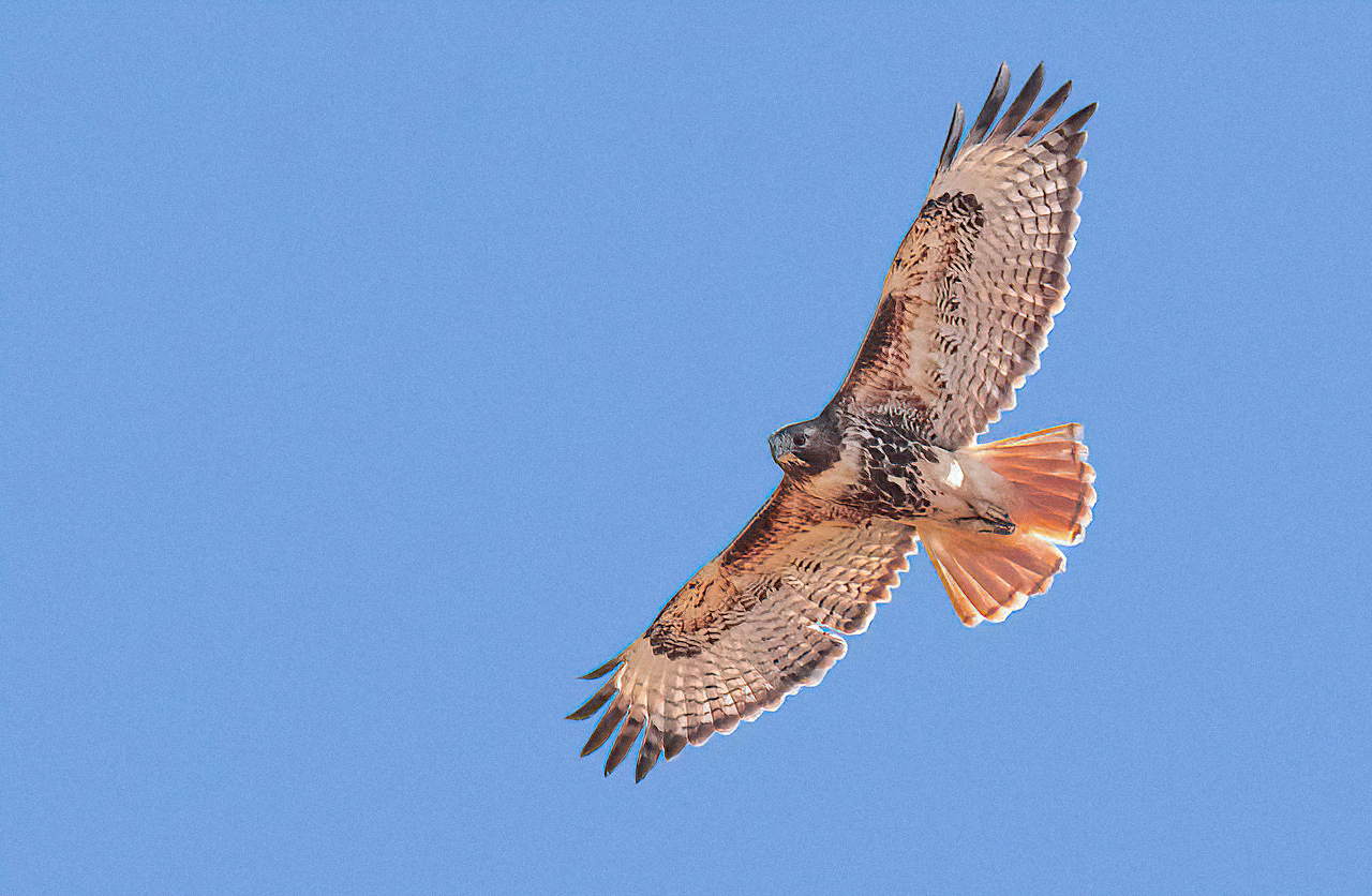 Eastern Red-tailed Hawk
