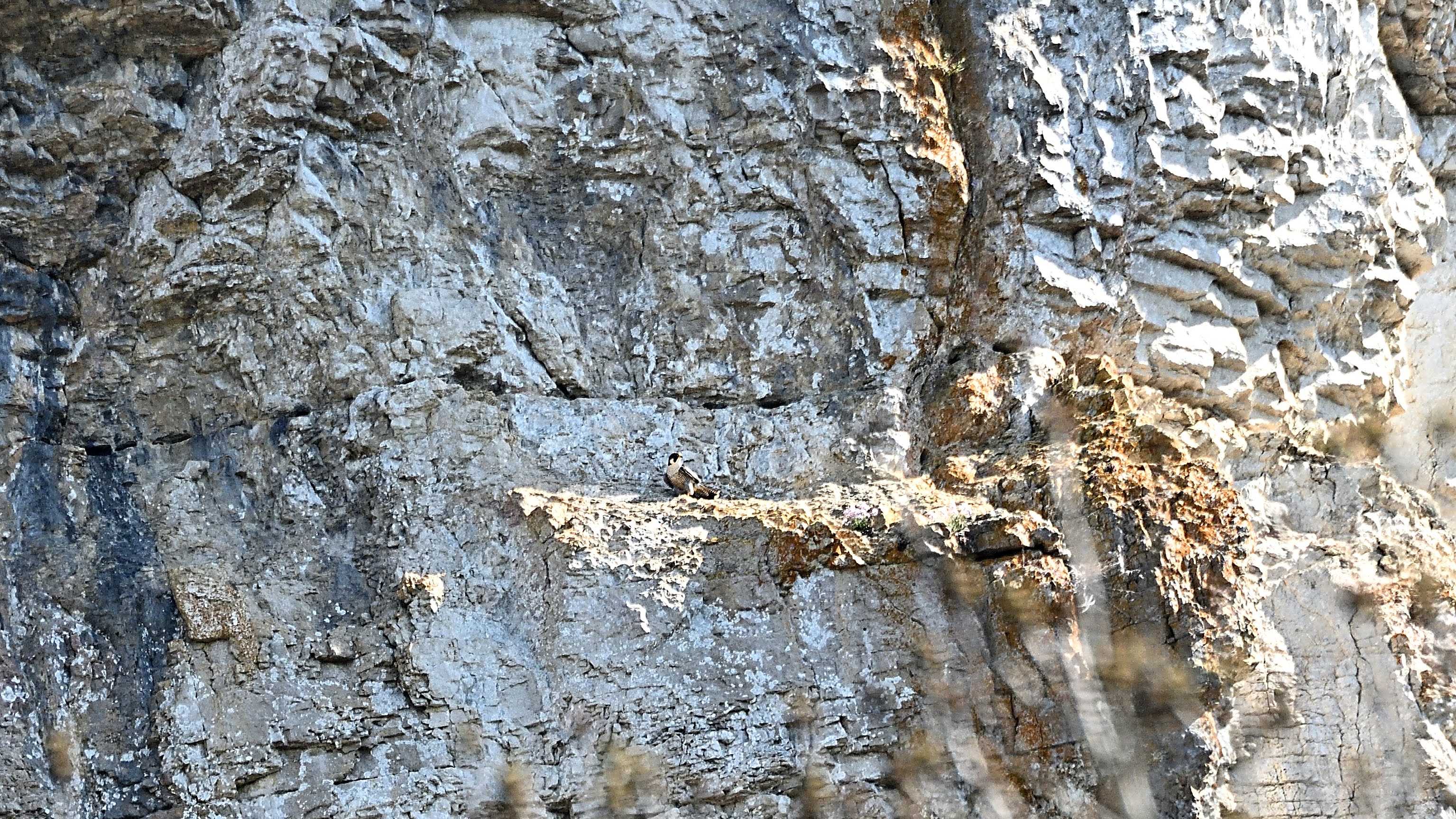 Falcon crag