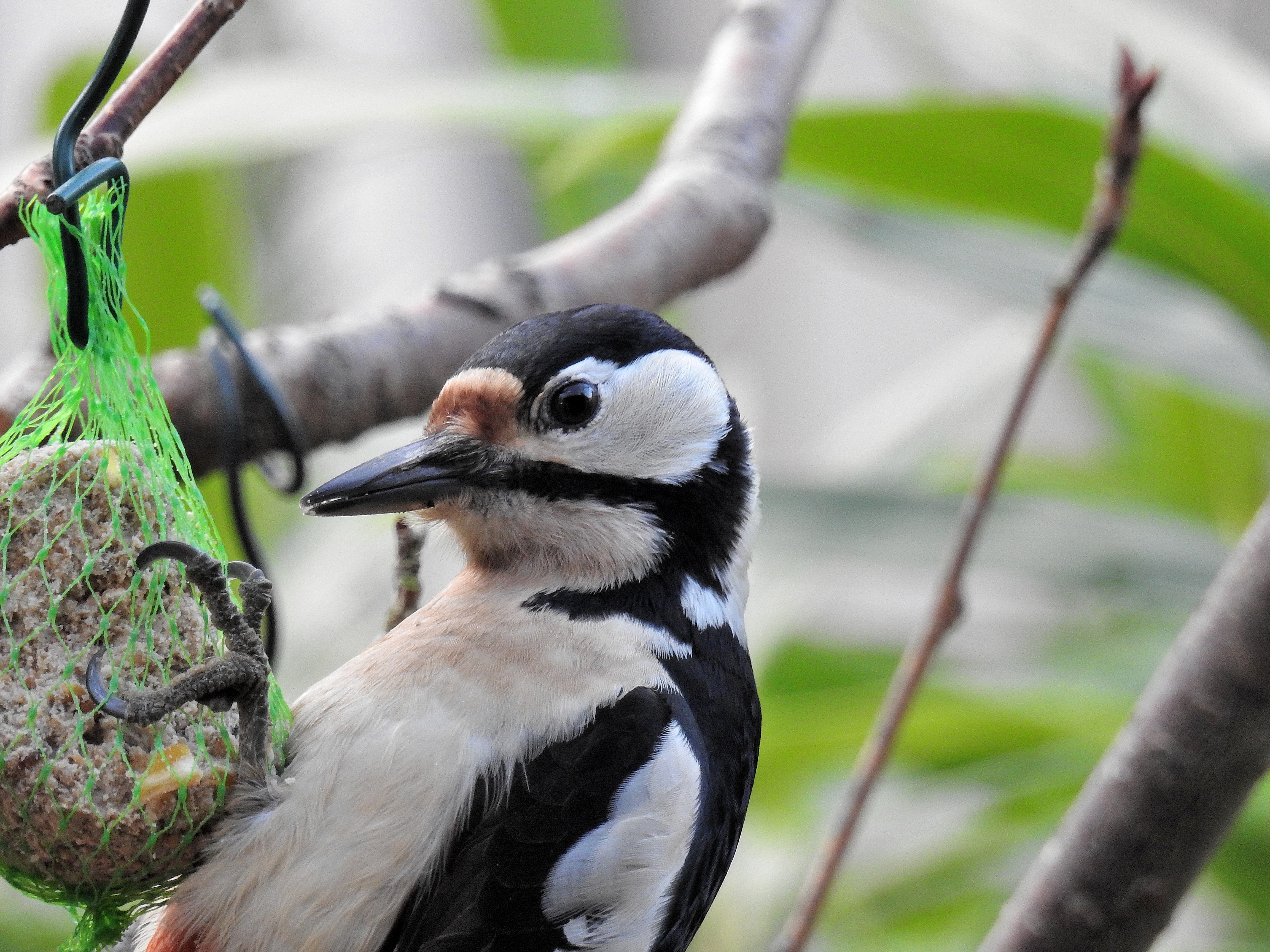 Great spotted woodpecker - Female - (Dendrocopos major).jpg