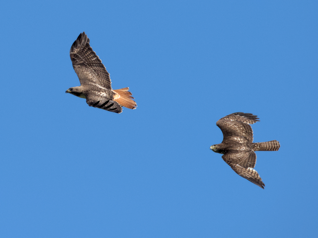 Red Tailed Hawks