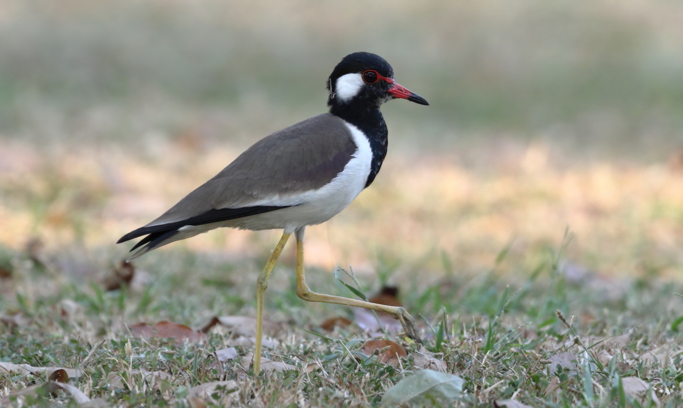 Red Wattled Lapwing BirdForum