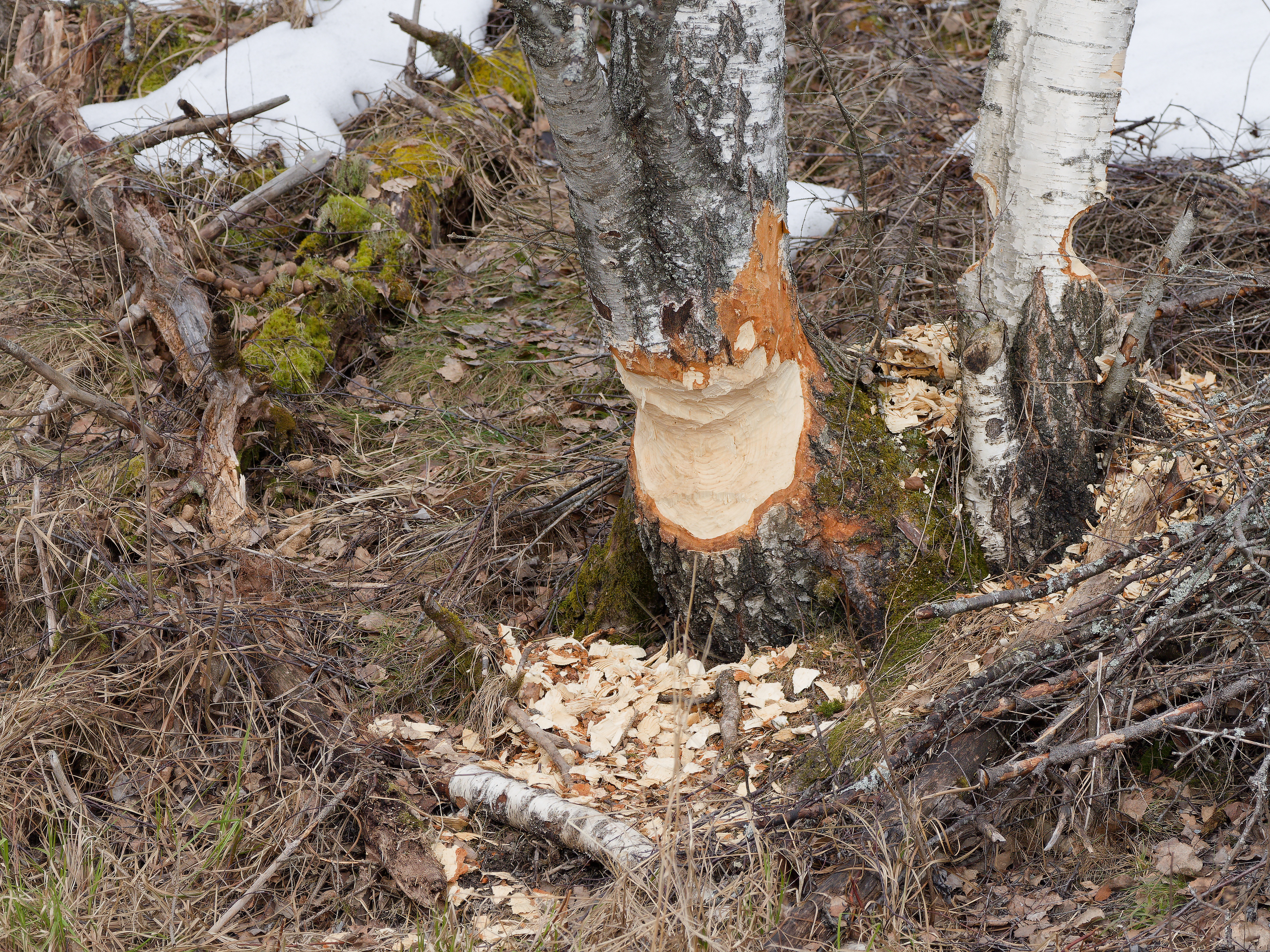Signs of beaver activity around Maridalen
