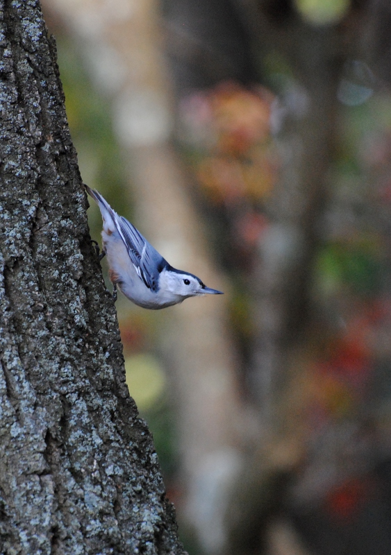 White breasted Nuthatch