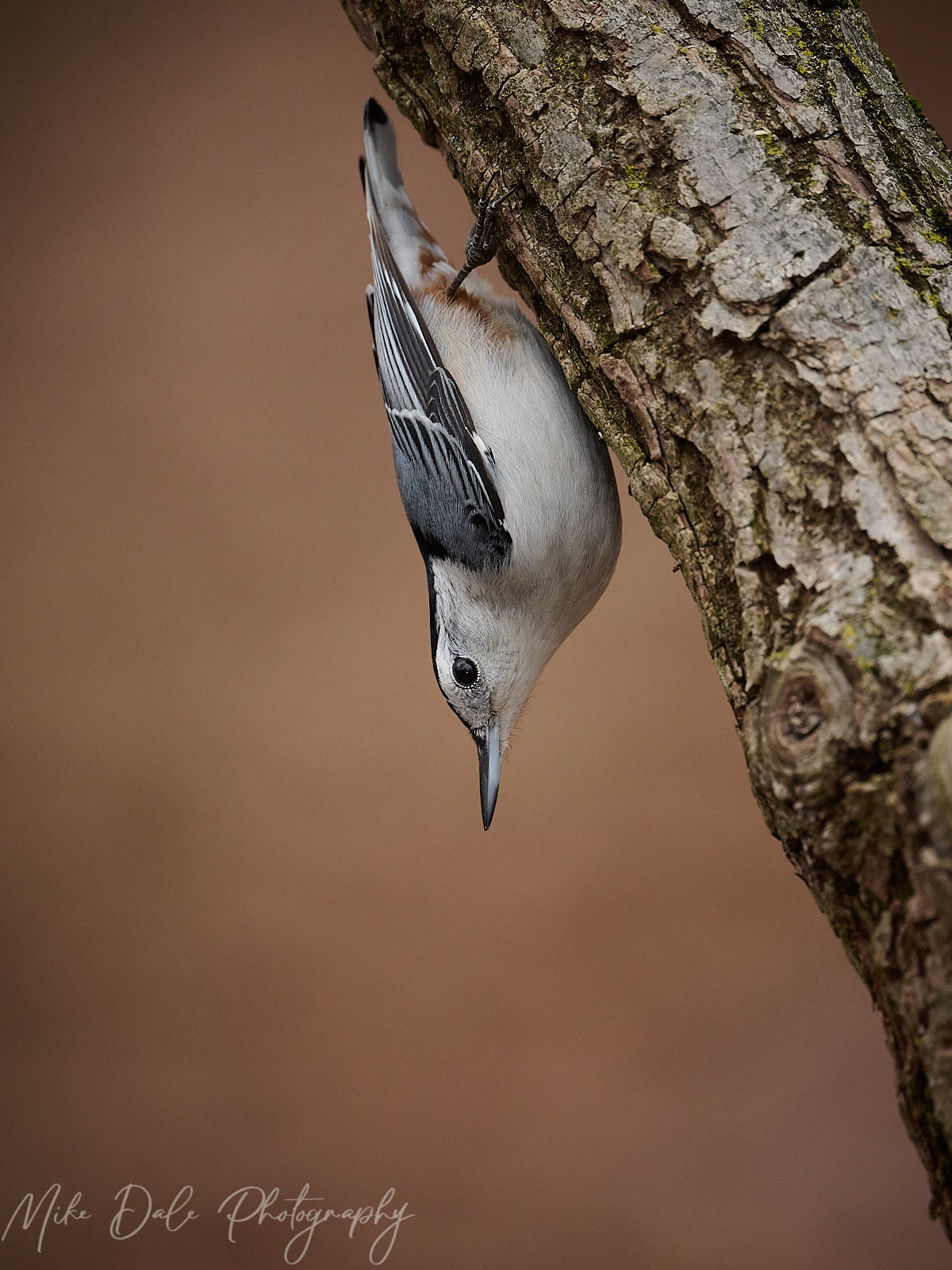 White-breasted-Nuthatch-15.jpg